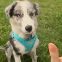 Dog-SZKkD6Yg-HSn3UcBB-jBoe1eiS.png