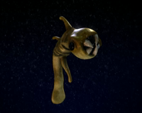 fraklip_squid_sound-pR2bYsce.mpg
